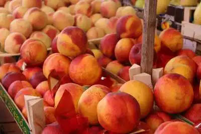Pesche